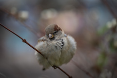 Passer domesticus