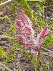 Harveya pauciflora