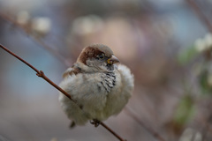 Passer domesticus