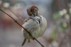 Passer domesticus