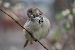 Passer domesticus