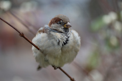 Passer domesticus