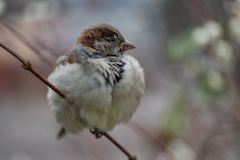 Passer domesticus