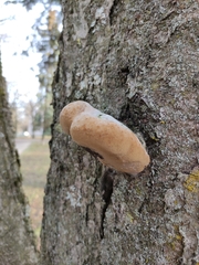 Phellinus alni