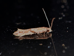 Crypsitricha roseata