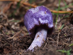 Cortinarius coneae