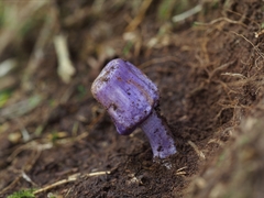 Cortinarius coneae