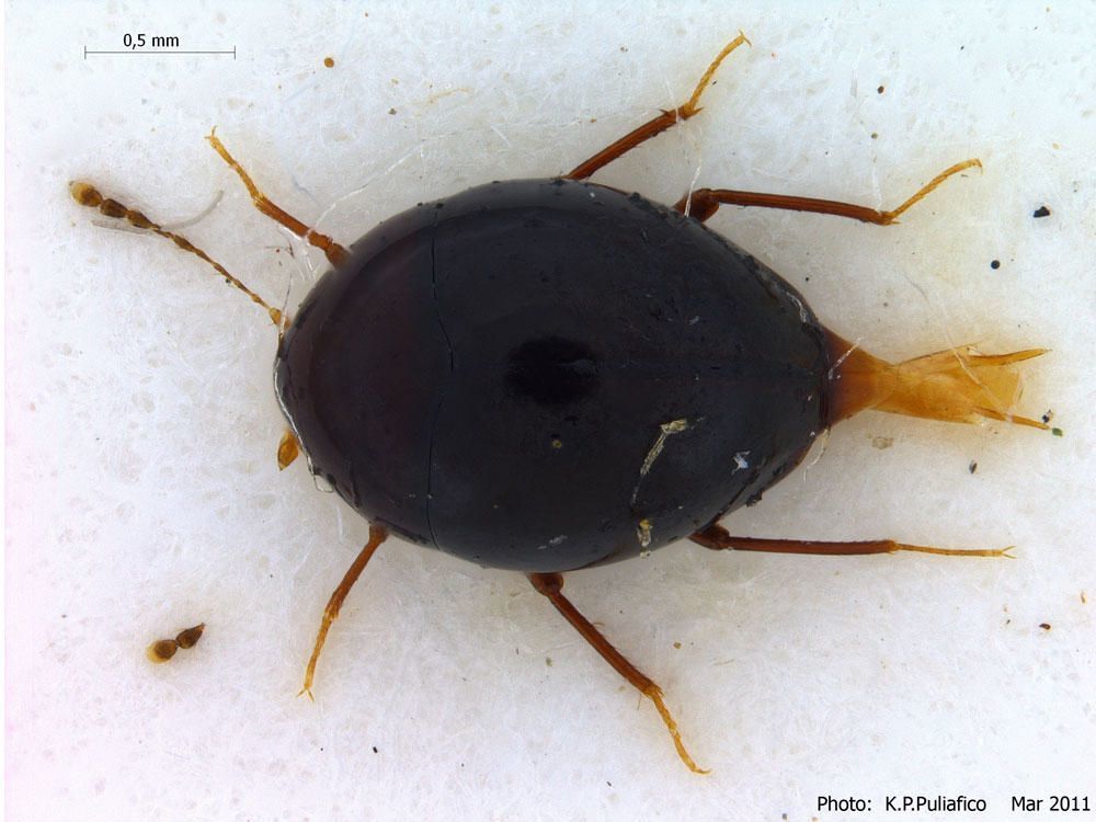 Brachynopus latus