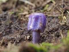 Cortinarius coneae