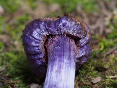 Cortinarius coneae