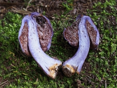 Cortinarius coneae