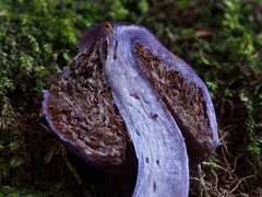 Cortinarius coneae