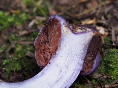 Cortinarius coneae