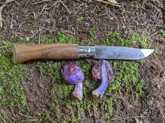 Cortinarius coneae