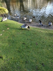 Branta leucopsis
