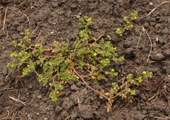 Ranunculus multifidus