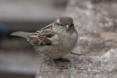 Passer domesticus