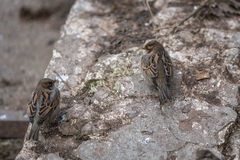 Passer domesticus