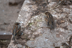 Passer domesticus