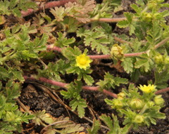 Ranunculus multifidus