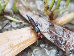 Paederus cruenticollis