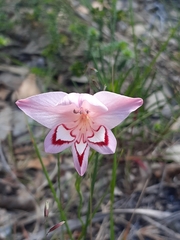 Gladiolus vigilans