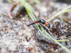 Paederus cruenticollis