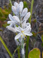 Trachyandra hirsutiflora