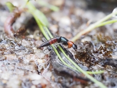 Paederus cruenticollis