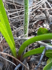 Trachyandra hirsutiflora