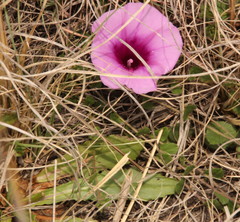 Ipomoea crassipes