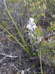 Trachyandra hirsutiflora