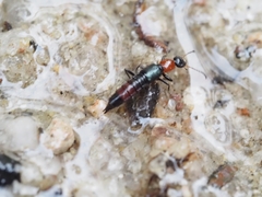 Paederus cruenticollis