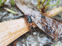 Paederus cruenticollis