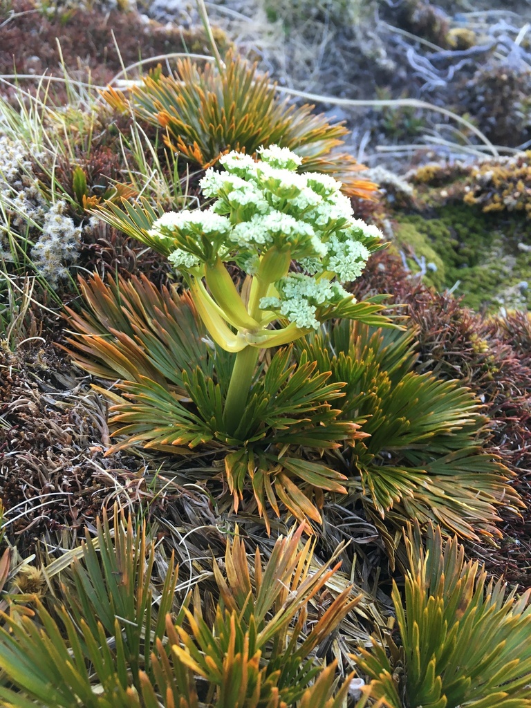 Aciphylla divisa