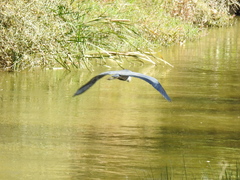 Ardea cinerea