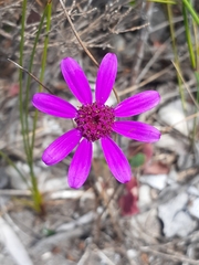 Senecio hastifolius