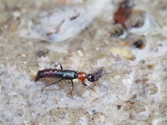 Paederus cruenticollis