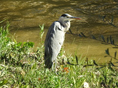 Ardea cinerea