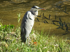Ardea cinerea