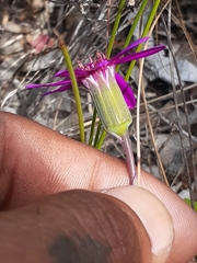 Senecio hastifolius
