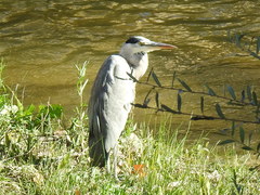 Ardea cinerea