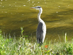 Ardea cinerea