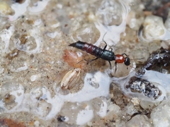 Paederus cruenticollis