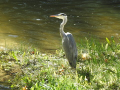 Ardea cinerea
