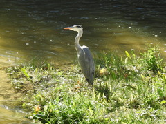 Ardea cinerea