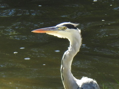 Ardea cinerea