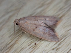 Tachystola acroxantha