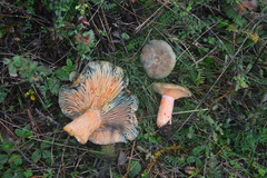 Lactarius semisanguifluus