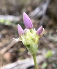 Allium unifolium